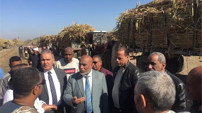 التموين : توريد 100 ألف طن قصب من المزارعين بمصانع السكر بالصعيد