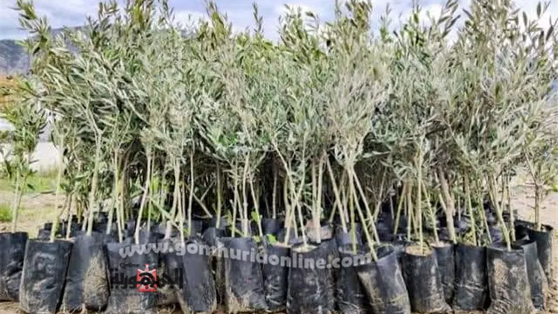 شركة مياه قنا تزرع ٥٠٠ شجرة مثمرة بمحطات مياه الشرب والصرف الصحى