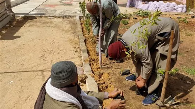 زراعة 215 شجرة مثمرة بمطاي وقص وتهذيب الأشجار بمركز المنيا