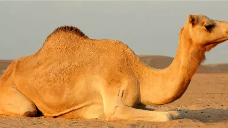 أكل لحوم الإبل هل ينقض الوضوء