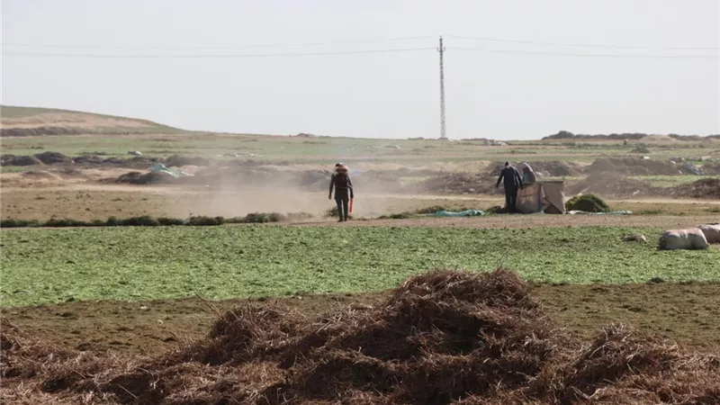 مركز خدمي للنباتات الطبية والعطرية بسمسطا