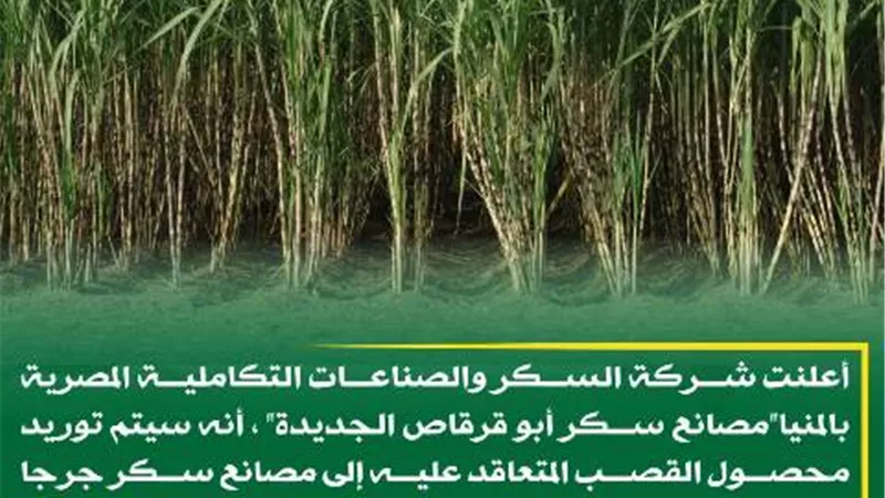 بدء موسم توريد محصول القصب إلى مصانع سكر جرجا بسوهاج