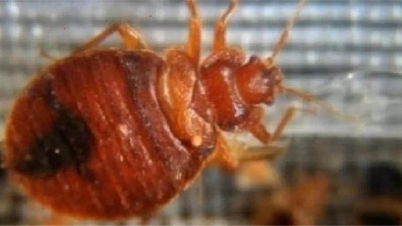 ما هي حشرة البق وكيف تتعرف على شكلها ؟