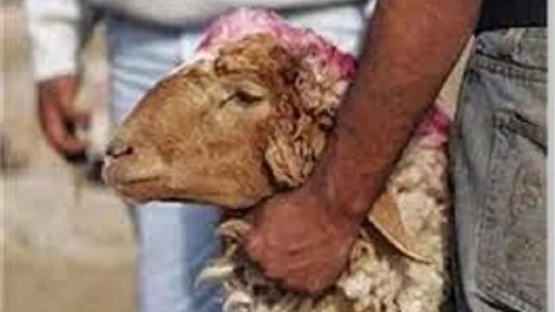 ماذا تعرف عن العتيرة الرجبية و حكمها
