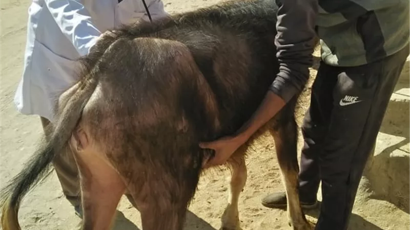 طب بيطرى جامعة الزقازيق توجه قافلة لقرية منشأة العباسة