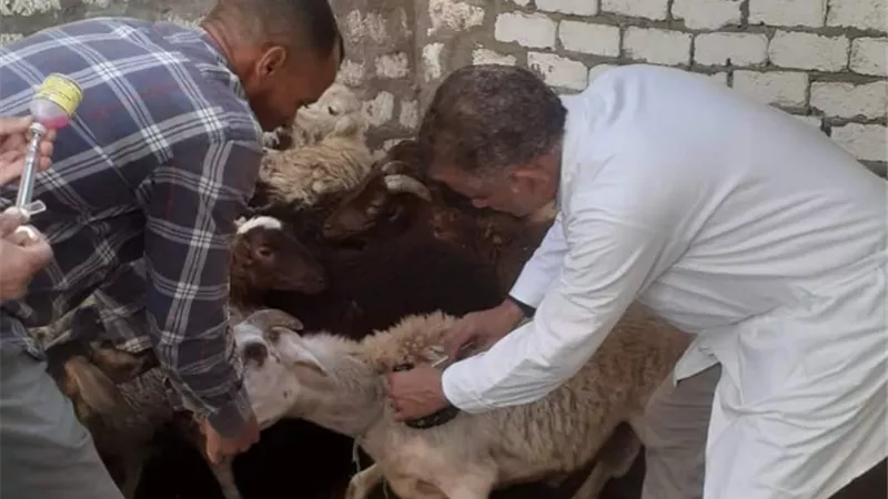 بيطري المنيا يحصن الماشية ضد البروسيلا والسل البقري
