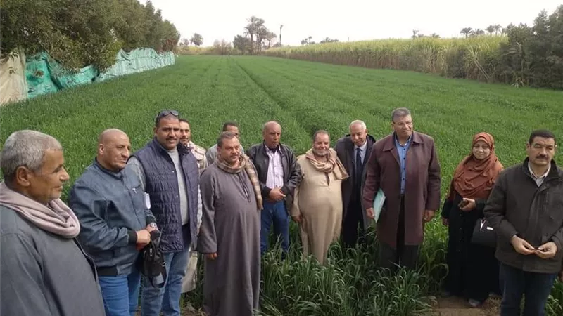زراعة المنيا تواصل عقد المدارس الحقلية لمحصول القمح بملوي