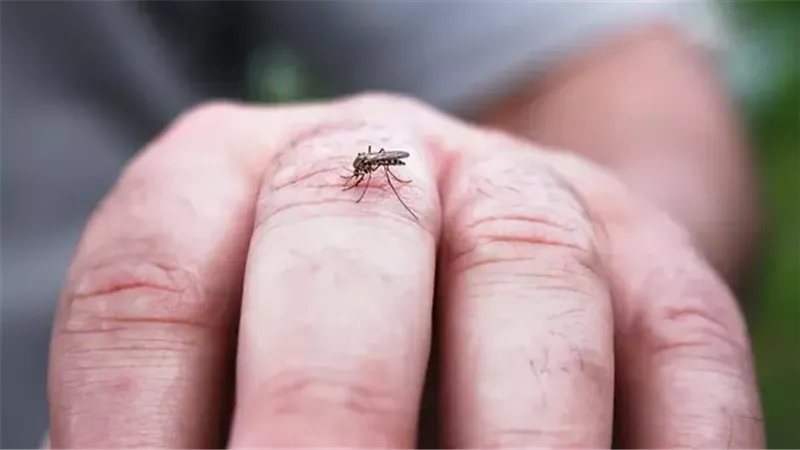 بعوض يسبب عدوى مزمنة فى الجلد والعظام