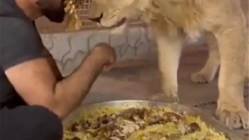 أسد يتناول 