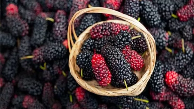 6 فوائد تدفعك لتناول التوت اثناء الحمل
