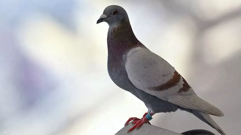 الهند تطلق سراح 