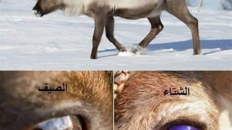لغز الرنة.. كيف ترى هذه الحيوانات طعامها في الثلج