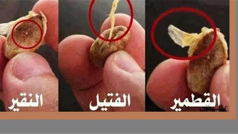 القمطير النقير والفتيل ذكرها القرآن ..هذا المقصود منها