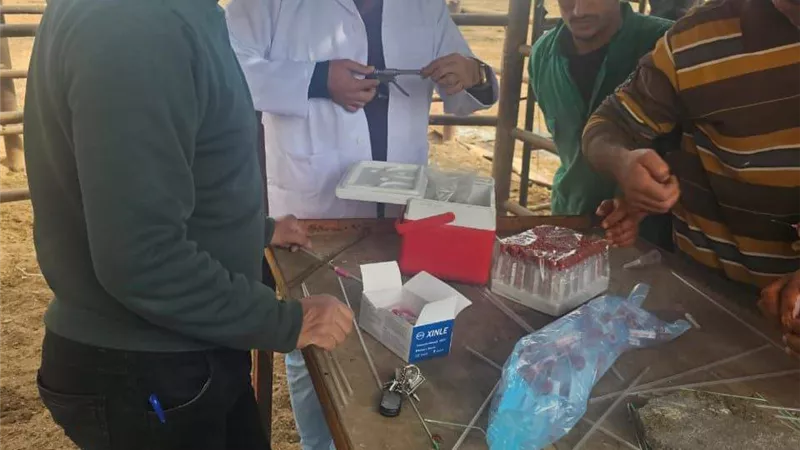 فحص 3873 رأس ماشية ضد البروسيلا والسل البقري بالشرقية