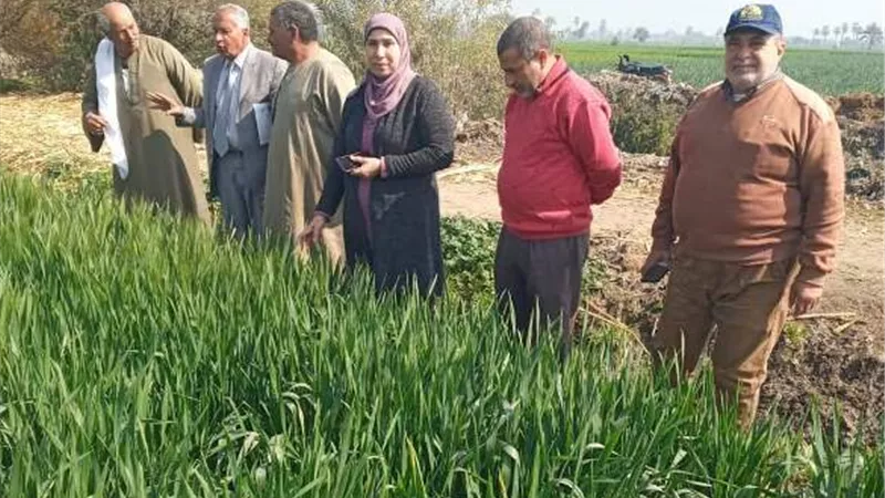 يوم حقل لمحصول القمح بالتجميعات الإرشادية ببنى سويف