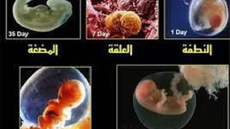 السقط.. هل كل الدماء فيه نفاساً سؤال يجيب عليه العلماء