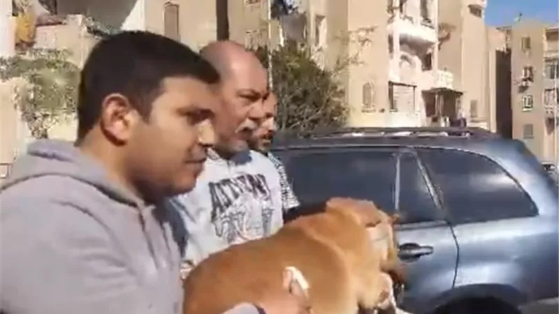 بيطرى الشروق يكشف عن أحدث حملات مواجهة الكلاب الضالة.. بالفيديو