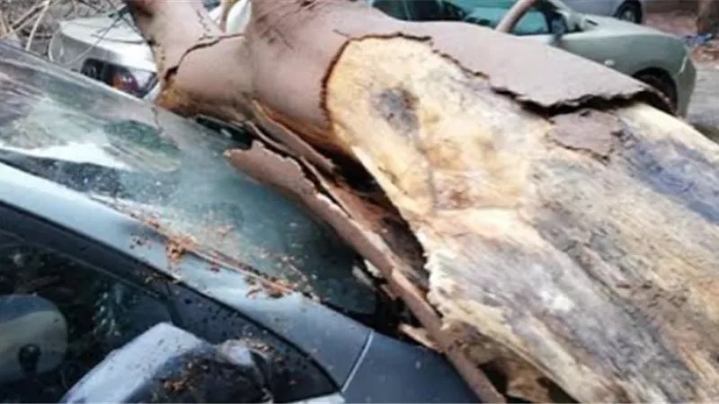 سقوط شجرة عملاقة يحطم سيارتين ويعطل المرور بمدينة نصر