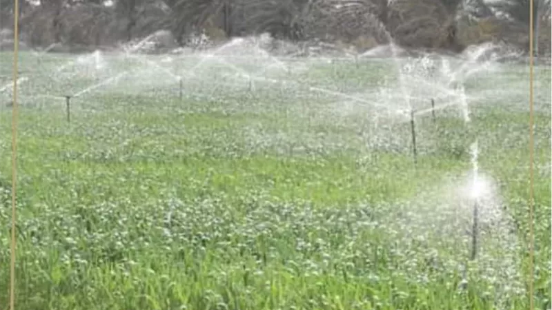 مزارع جامعة سوهاج تحقق إيرادات ١.٢ مليون جنيه