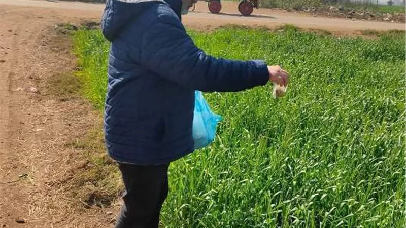 حملة صيانة محصول القمح بالشرقية..مستمرة
