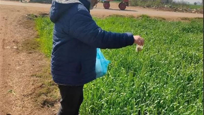 استمرار فعاليات حملة صيانة محصول القمح بالشرقية