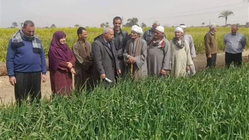 محصول القمح يبشر بالخير بمركز ملوي