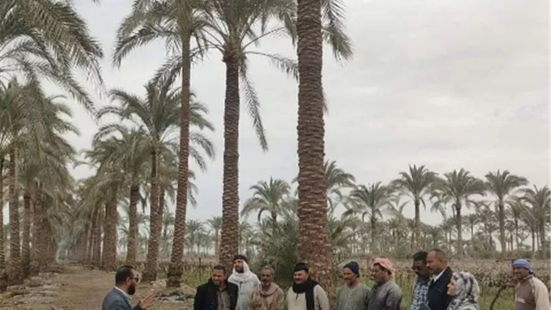 ندوة بزراعة مغاغة لتحسين جودة ثمار النخيل
