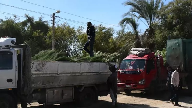 زراعه 21600 شجرة بمحافظة قنا