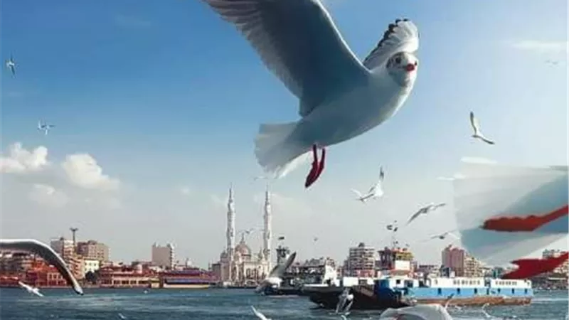 تحصين 53 ألف طائر ضد الأمراض الوبائية وإنفلونزا الطيور بكفر الشيخ