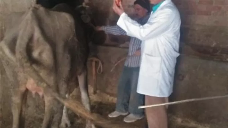 جامعة الزقازيق توجه قافلة بيطرية لقرية النادى