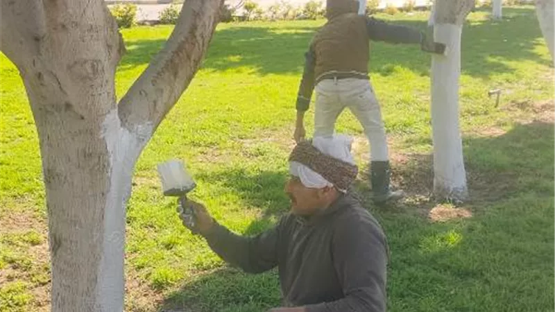 جهاز الشروق يبدأ فى طلاء سيقان الأشجار لإضفاء اللمسة الجمالية صور