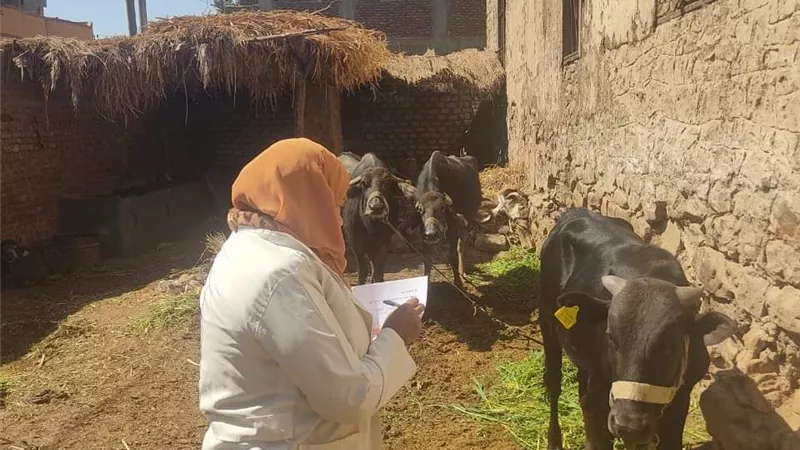 تحصين ٥٨ % من الحيوانات المستهدفة فى حملات الطب البيطرى بالأقصر