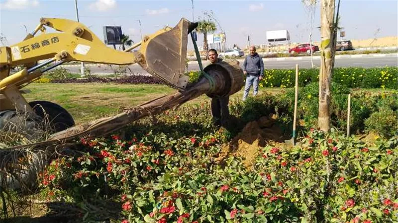 رئيس جهاز بدر يعلن عن أحدث عمليات زراعة النخل فى المدينة.. بالصور