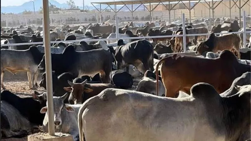 وصول 1500 رأس ماشية سوداني لمجزر وادي دارا برأس غارب