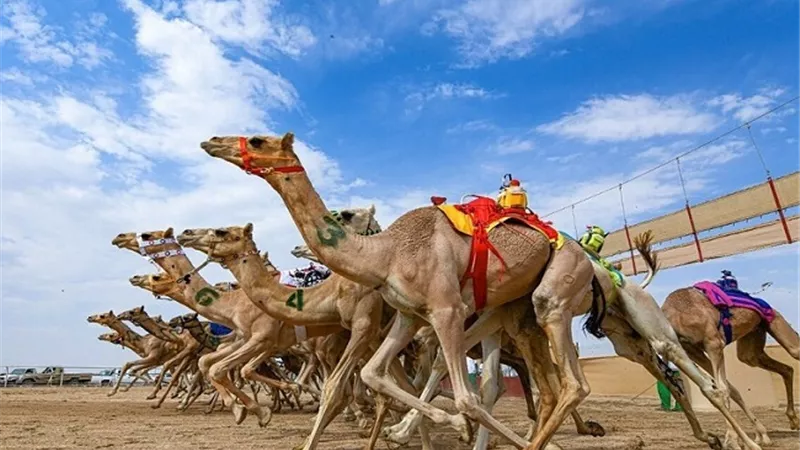 إنطلاق البطولة التنشيطية لسباق الهجن بحاجر المساوية بإسنا
