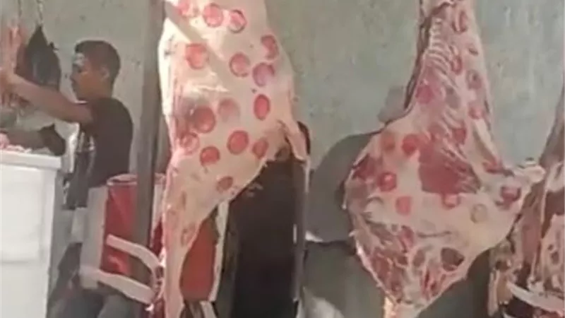 كيلو اللحمة البلدى 350 جنيها فى مبادرة 