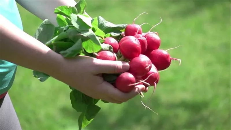 تقليل خطر الإصابة بسرطان البروستاتا .. أهم فوائد الفجل للرجال