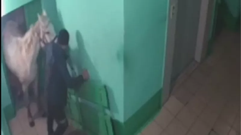 رجل يصطحب حصانا إلى شقته .. تعرف على السبب