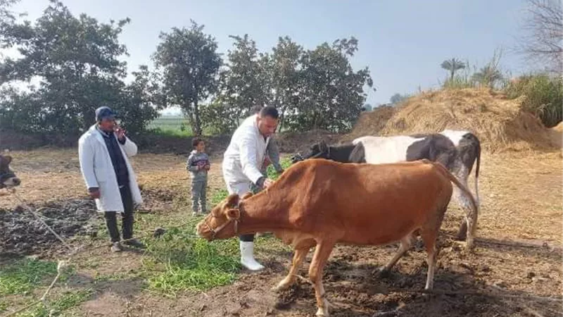 تحصين ٢٣٠ ألفا و٦٩١ رأس ماشية ضد مرضي الجلد العقدى والأغنام