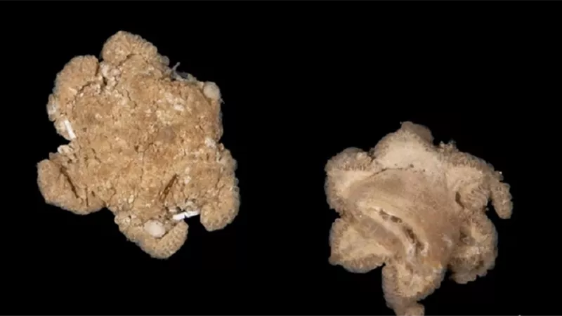 منها مخلوق يشبه النجمة .. باحثون يكتشفون 100 نوع جديد من الكائنات البحرية