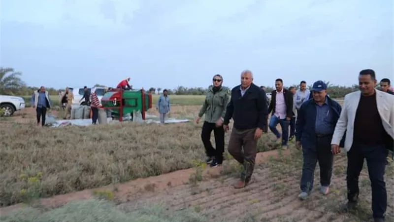 محافظ الوادي الجديد يشهد حصاد ٧ أفدنة كمون
