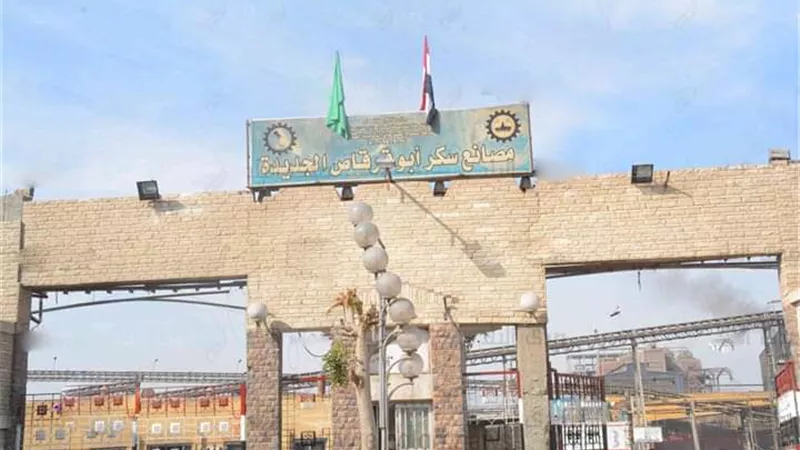 غدا ..بدء موسم توريد محصول البنجر في المنيا