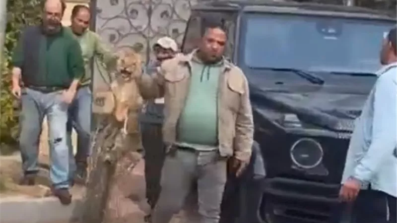 أسد يثير الذعر لسكان 