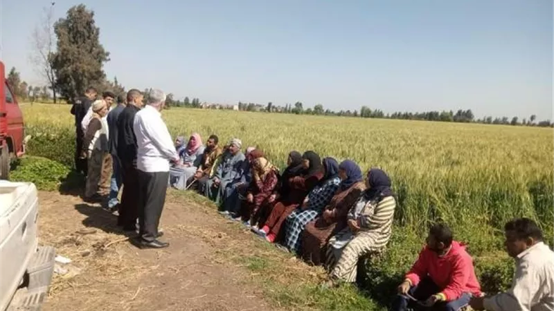 محافظ كفرالشيخ: ندوة إرشادية للمزارعين للمحاصيل الصيفية