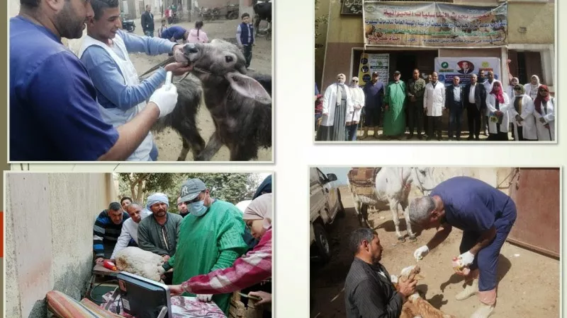 إطلاق قافلة بيطرية مجانية بقرية 