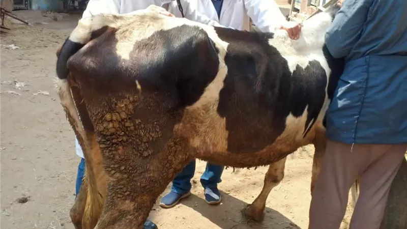جامعة الزقازيق توجه قافلة بيطرية لكفر أبوجبل