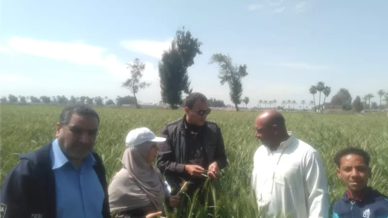 مدرسة حقلية لزراعة القمح لقرى العامرية بالاسكندرية