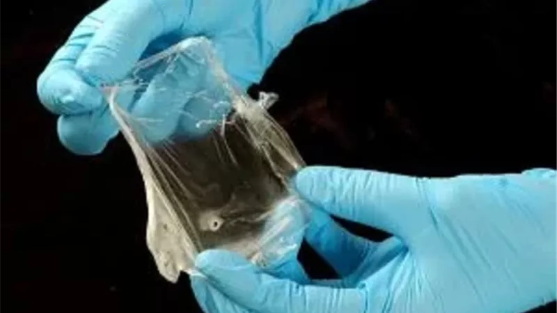 باحثون يطورون بلاستيك حيوي من الطحالب