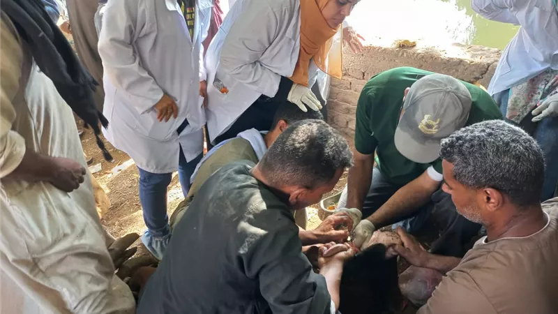 كفرالشيخ: تحصين 38 ألف طائر متنوع ضد الأمراض الوبائية وإنفلونزا