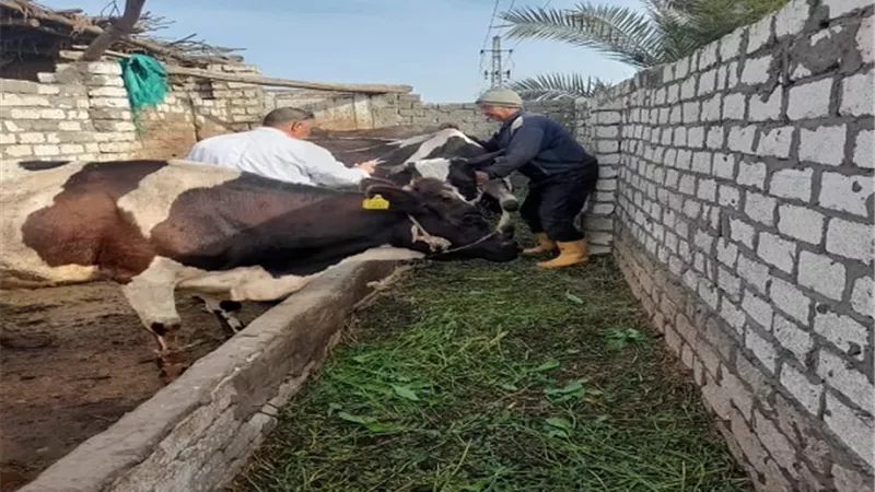 تحصين 120623 راس ماشية بالدقهلية